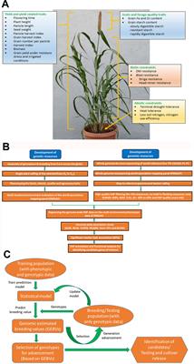Genome-Wide Association Studies and Genomic Selection in Pearl Millet: Advances and Prospects